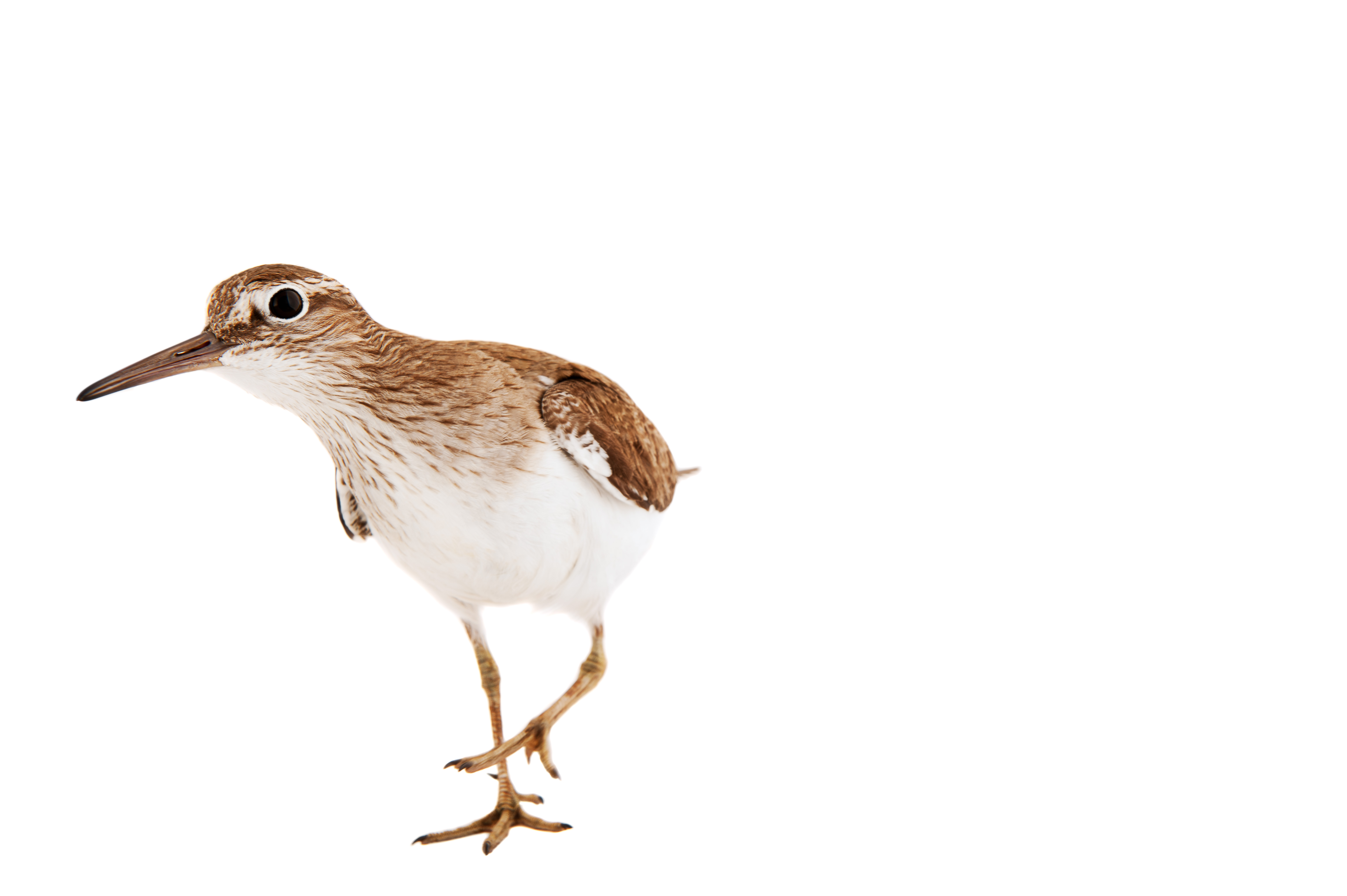 Fåglar: Drillsnäppa