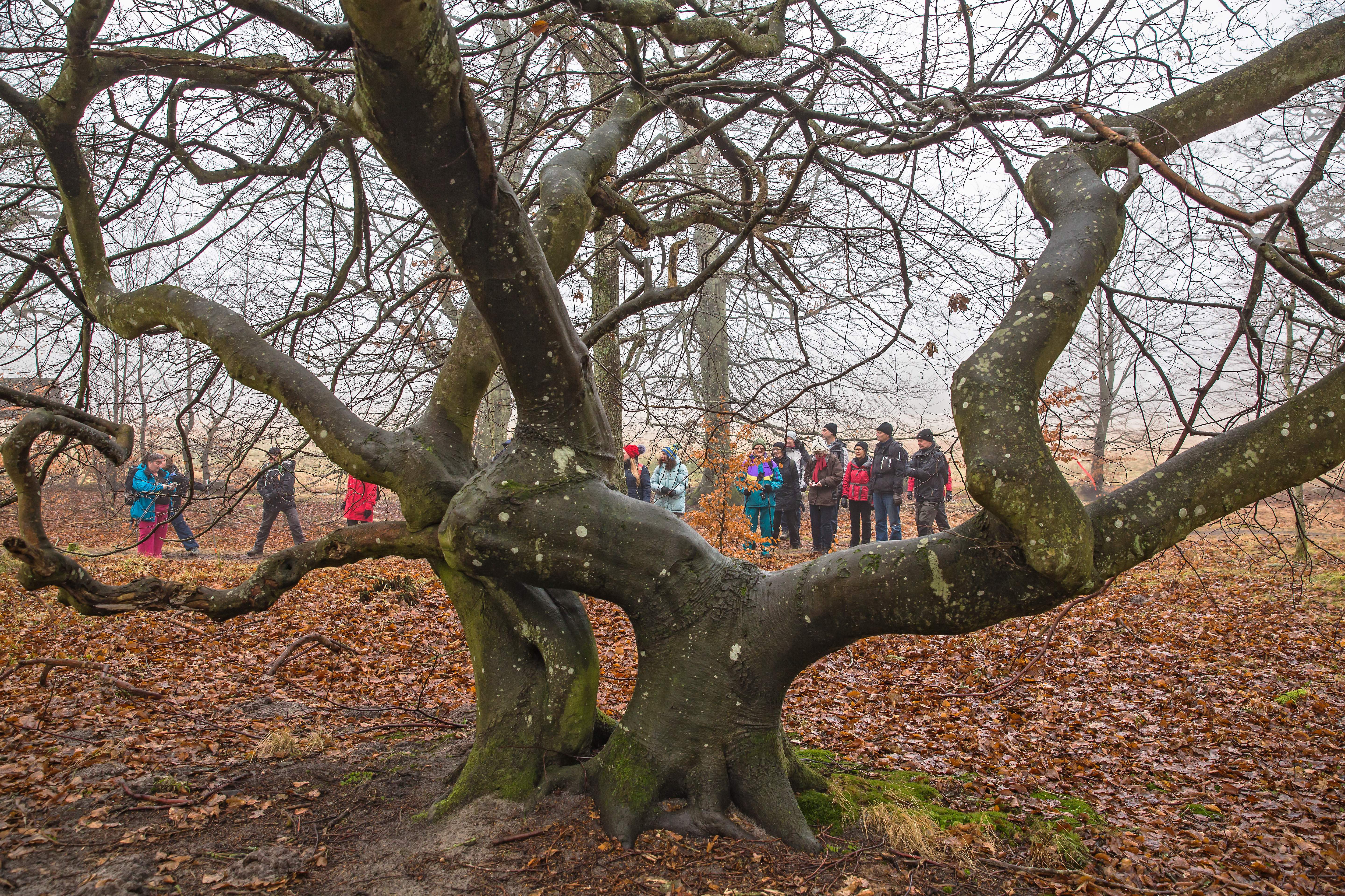 Kullatorpet Skåne vandring