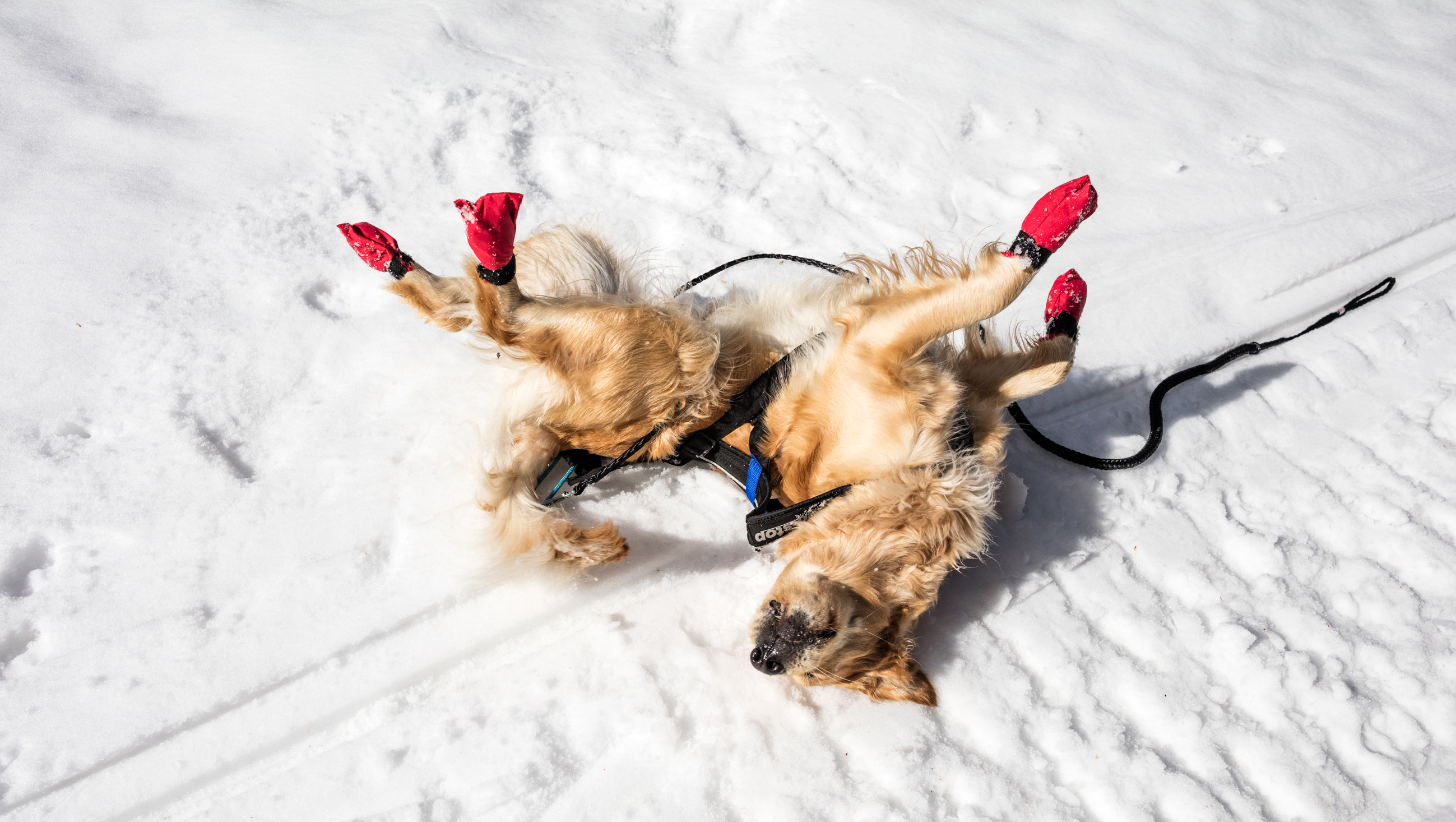 Anarisfjällen skidåkning