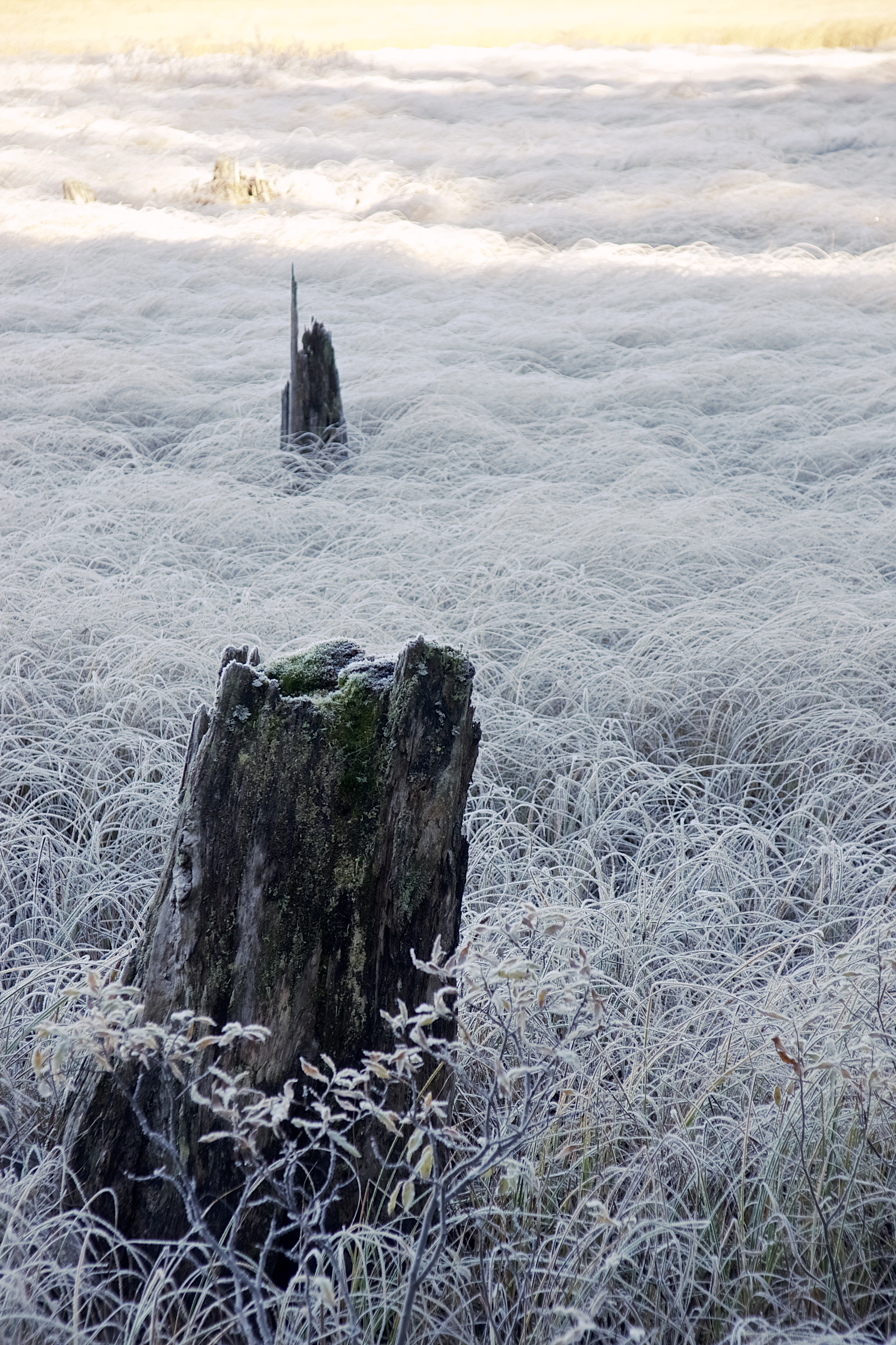 Vandring Björnlandets nationalpark