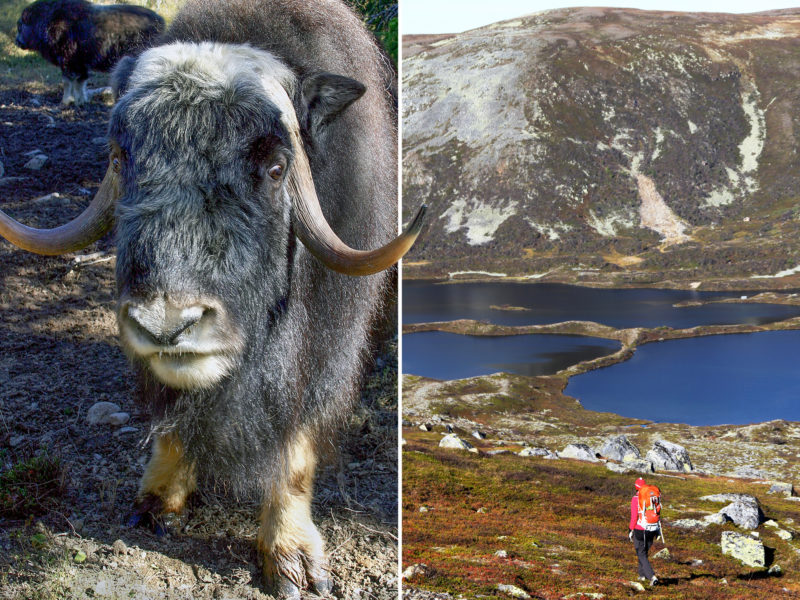 Två bilder där den vänstra visar en myskoxe och den högra en person på vandring mot en dalgång med en sjö och ett kargt berg i bakgrunden. Illustration av hur det kan se ut för den som ska vandra i Jämtland och Härjedalen.