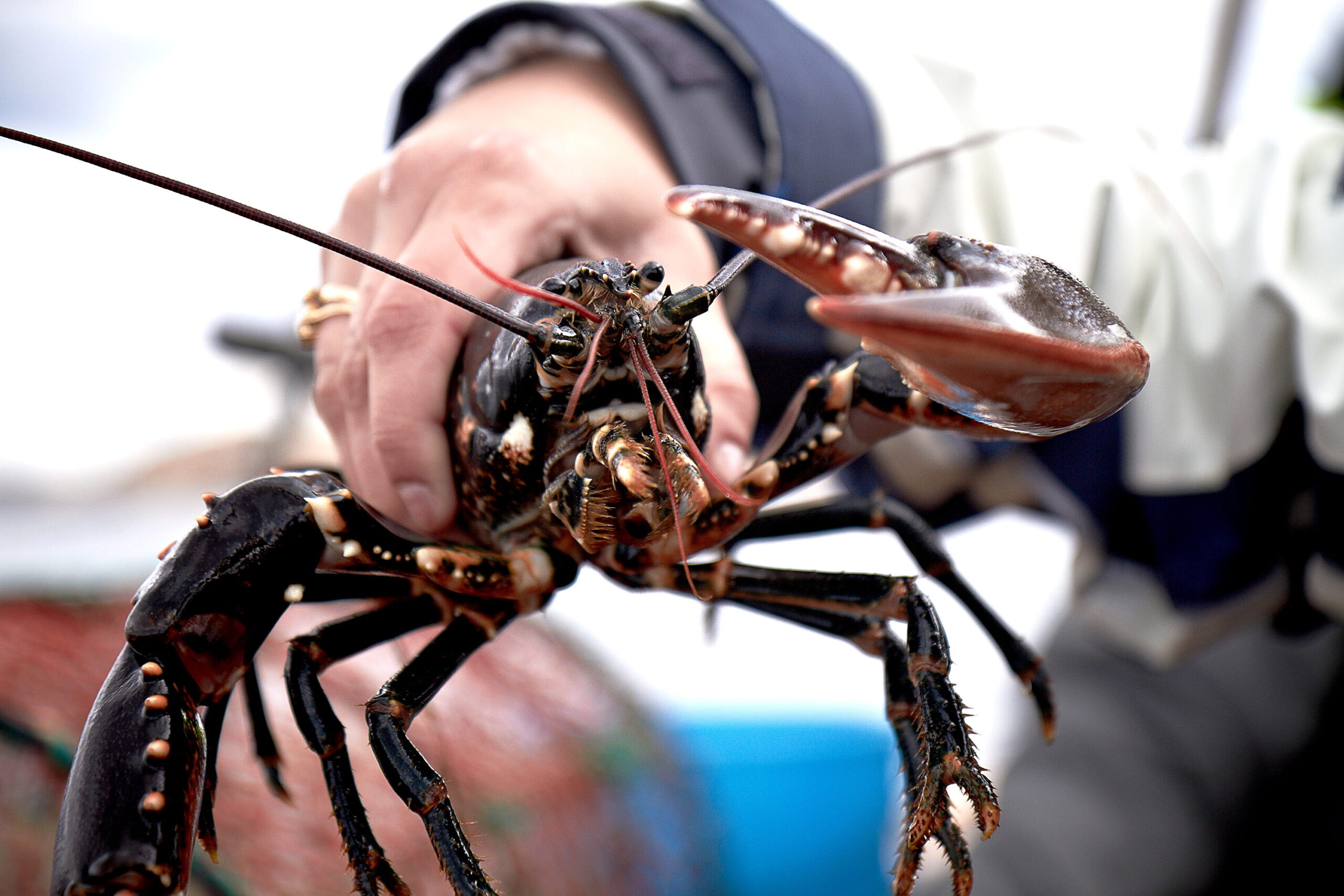 En hummer sedd framifrån.