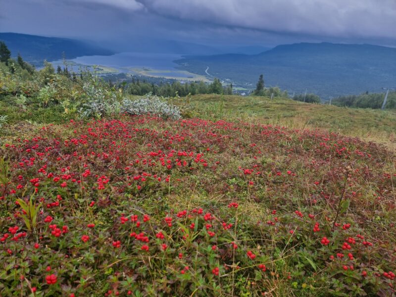 Röda växter i förgrunden och utsikt över fjällen längs Kungsleden.
