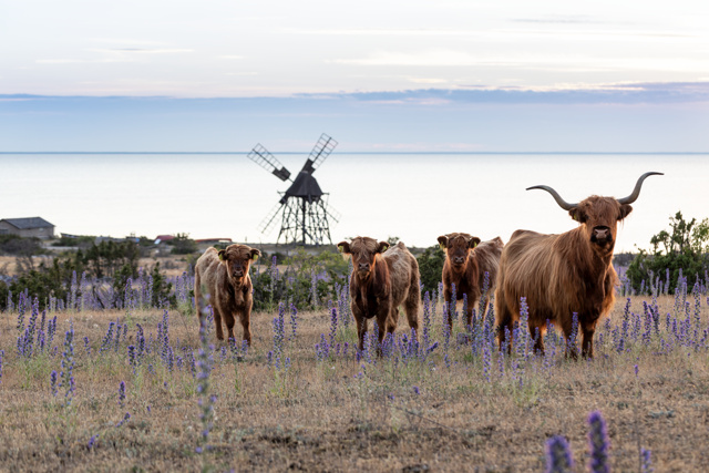 Highland cattle i kohagen fylld med blåeld och en skurkvarn i bakgrunden.