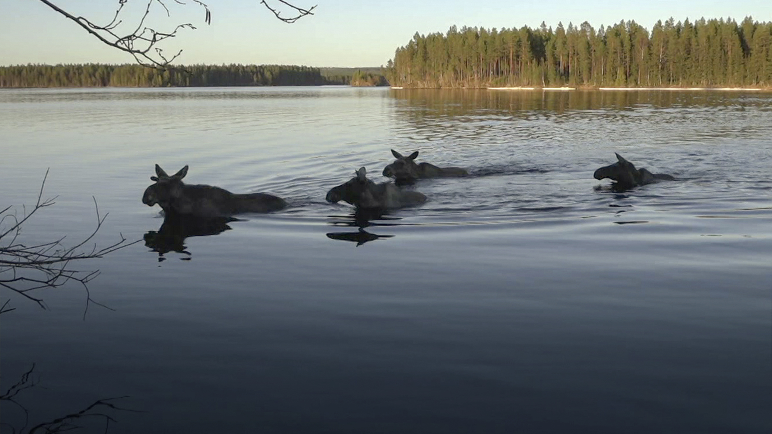 Älgar simmar i en älv i Den stora älgvandringen, ett naturprogram på SVT.