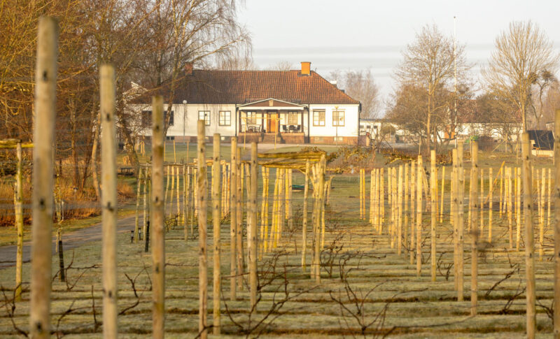 Kala vinstockar och ett vitt hus i bakgrunden.
