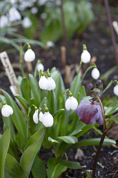 Närbild på snödroppar