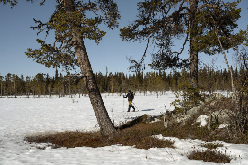 Skidåkare på en myr med tallar i förgrunden.
