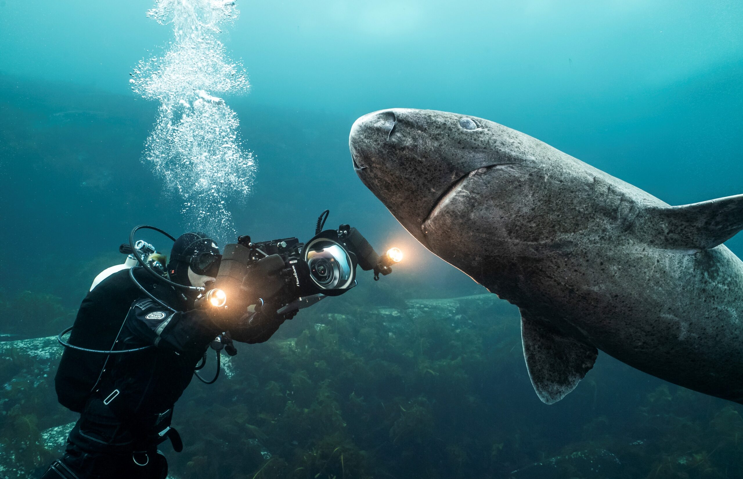 Undervattensbild av en dykare och en haj.