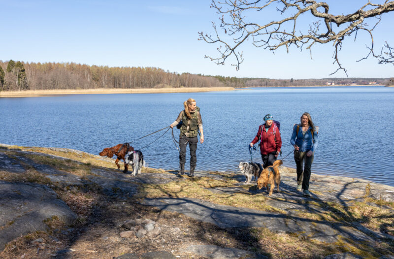 Tre kvinnor vandrar med hund på en klippa vid vattnet.