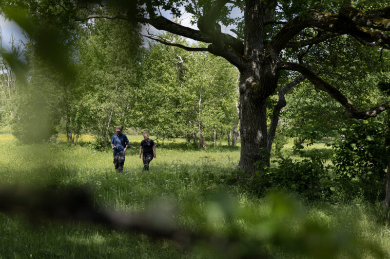 Ängar med ek i Bästeträsk blivande nationalpark på Gotland